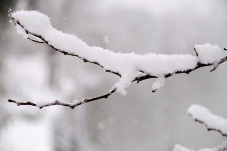 Branches arbre neige #1