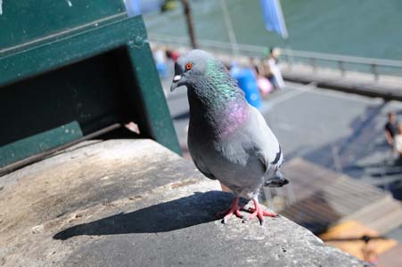 Pigeon #4