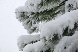 Branche sapin neige #4