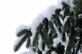 Branche sapin neige #6