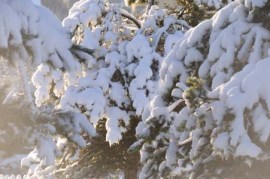 Branche sapin neige #8