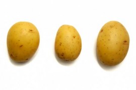 Pommes de terre #10